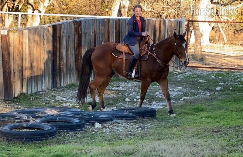"Koda" Bay Gelding Quarter Horse