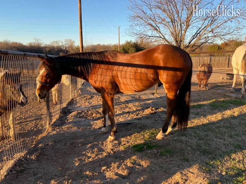 "Koda" Bay Gelding Quarter Horse