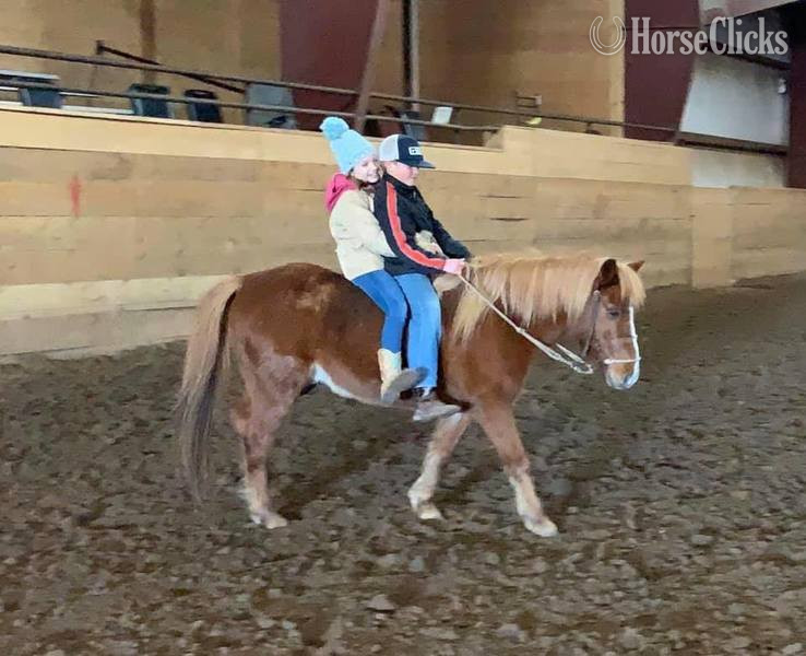 "Jimmy" Sorrel Gelding Quarter Horse