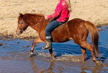 "Jimmy" Sorrel Gelding Quarter Horse