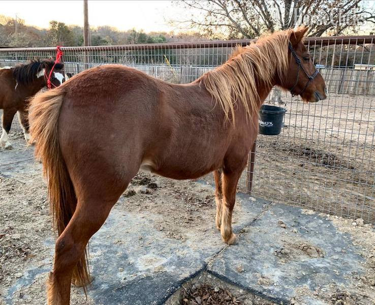 "Jimmy" Sorrel Gelding Quarter Horse