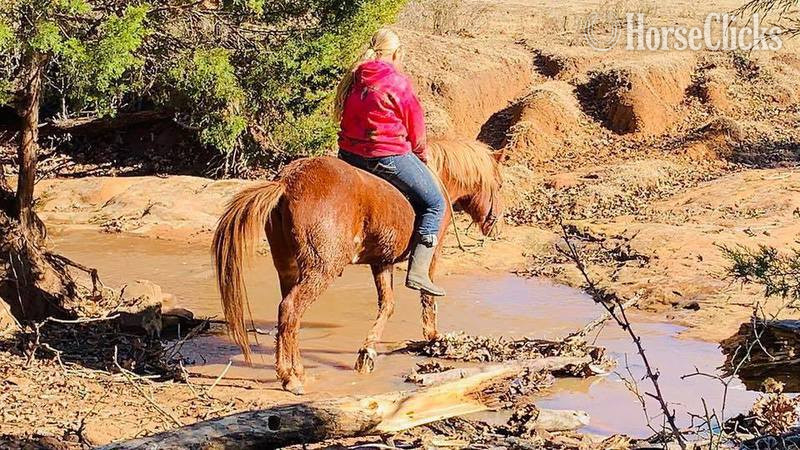 "Jimmy" Sorrel Gelding Quarter Horse
