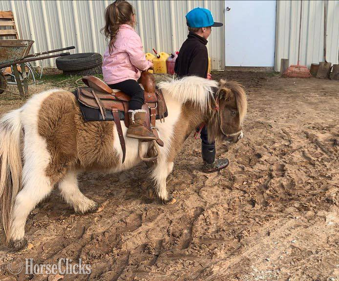 "Rain" Buckskin Mare American Miniature