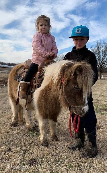 "Rain" Buckskin Mare American Miniature