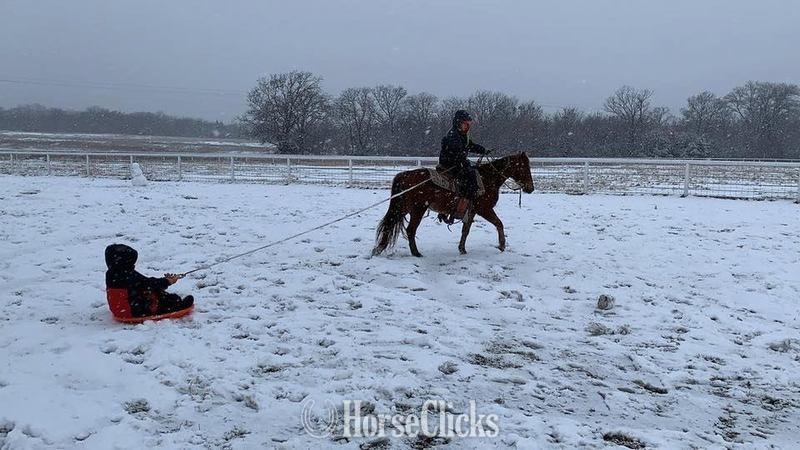 "Little Fry" Sorrel Gelding Quarter Pony