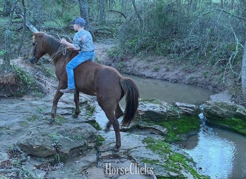 "Little Fry" Sorrel Gelding Quarter Pony