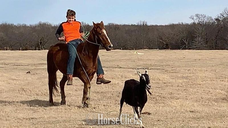 "Little Fry" Sorrel Gelding Quarter Pony