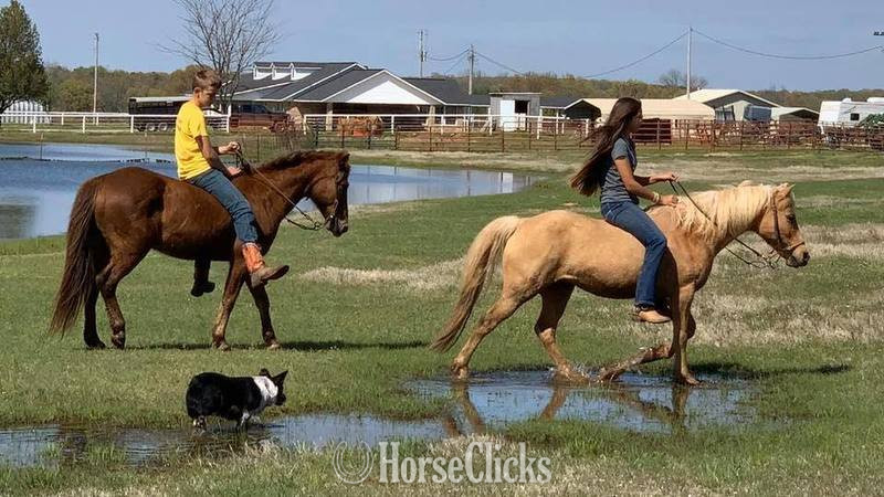 "Little Fry" Sorrel Gelding Quarter Pony