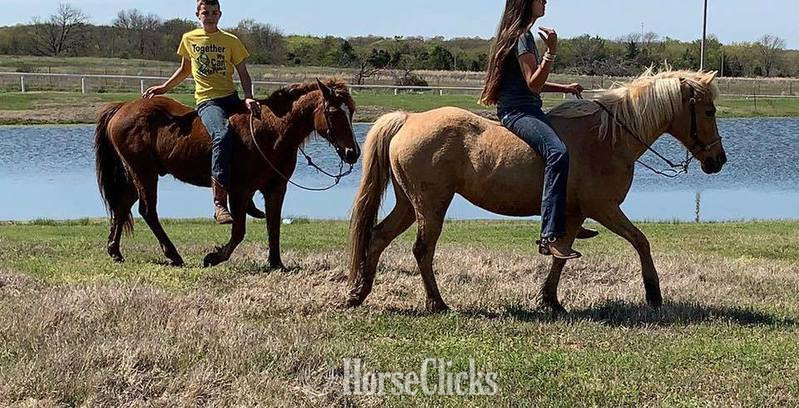 "Little Fry" Sorrel Gelding Quarter Pony