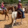 "Country" Tri-Color Gelding Pony