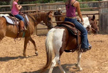 "Country" Tri-Color Gelding Pony