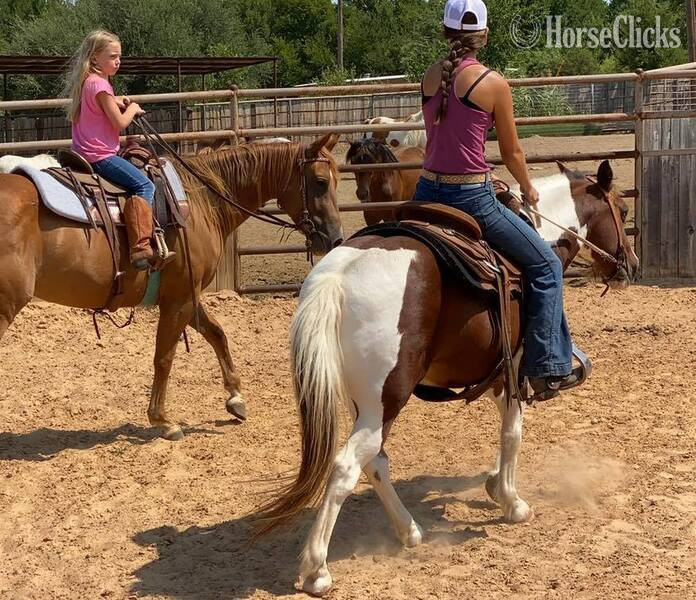 "Country" Tri-Color Gelding Pony