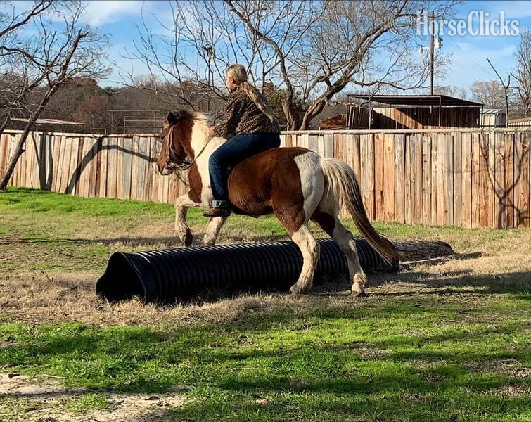 "Country" Tri-Color Gelding Pony
