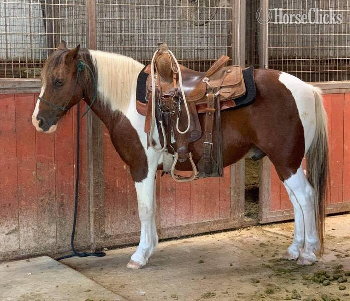 "Country" Tri-Color Gelding Pony