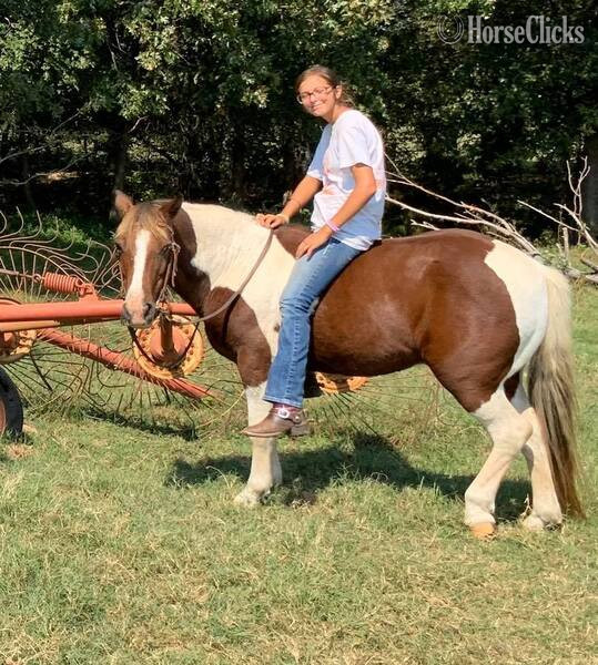 "Country" Tri-Color Gelding Pony