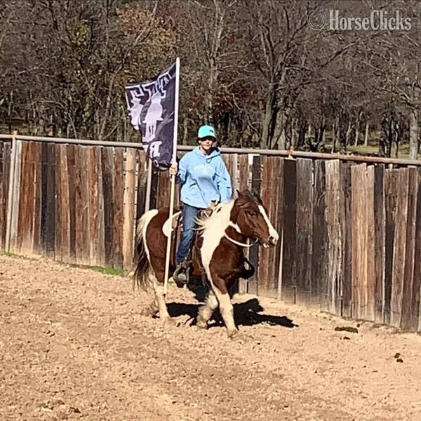 "Country" Tri-Color Gelding Pony