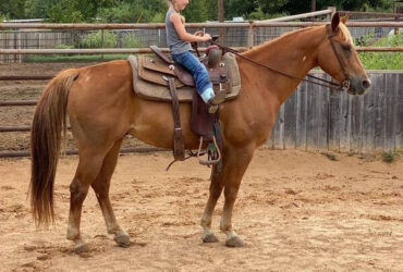 "Speedbump" Sorrel Gelding Quarter Horse