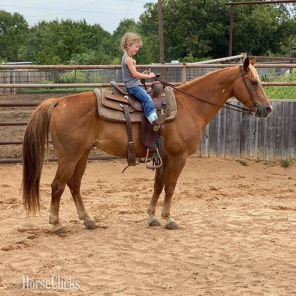 "Speedbump" Sorrel Gelding Quarter Horse