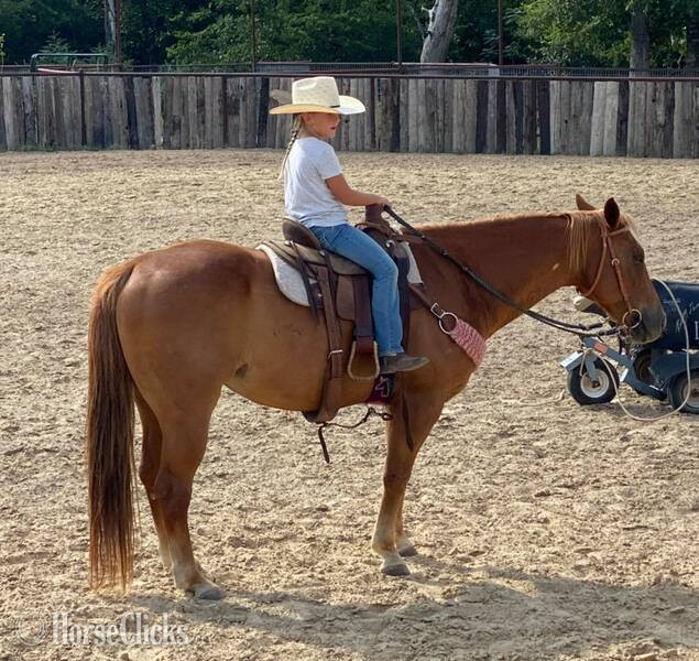 "Speedbump" Sorrel Gelding Quarter Horse