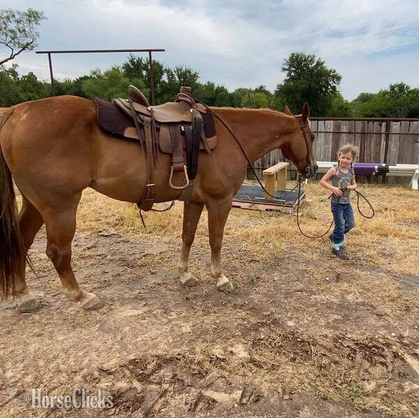 "Speedbump" Sorrel Gelding Quarter Horse