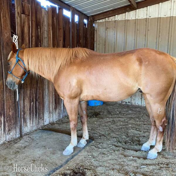 "Speedbump" Sorrel Gelding Quarter Horse