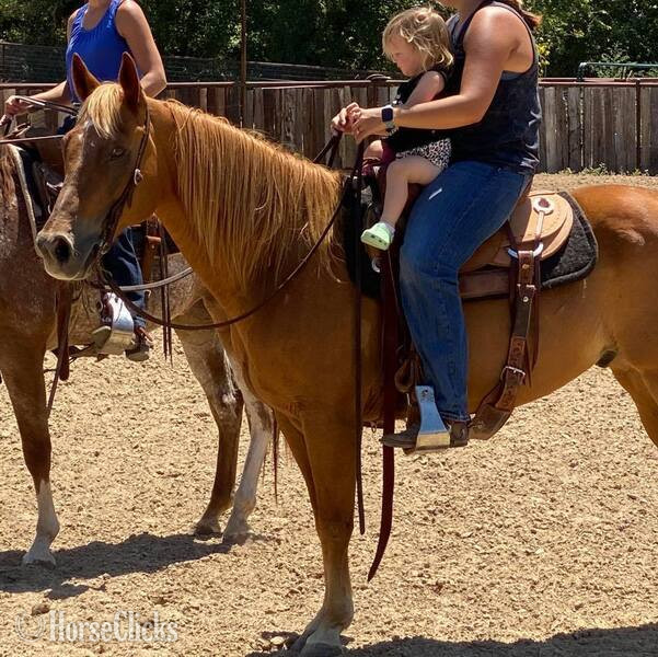 "Speedbump" Sorrel Gelding Quarter Horse