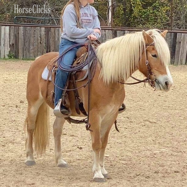 Private: "Shirley" Flaxen Mare Haflinger