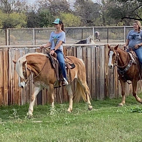Private: "Shirley" Flaxen Mare Haflinger