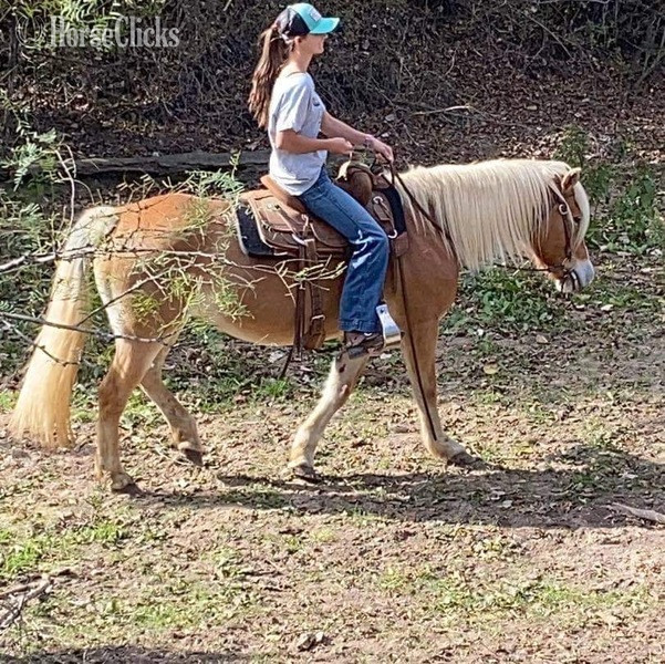 Private: "Shirley" Flaxen Mare Haflinger