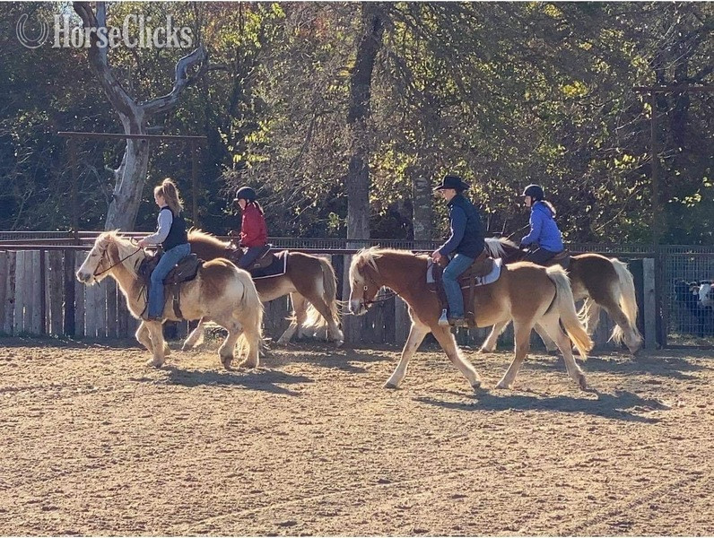 Private: "Shirley" Flaxen Mare Haflinger