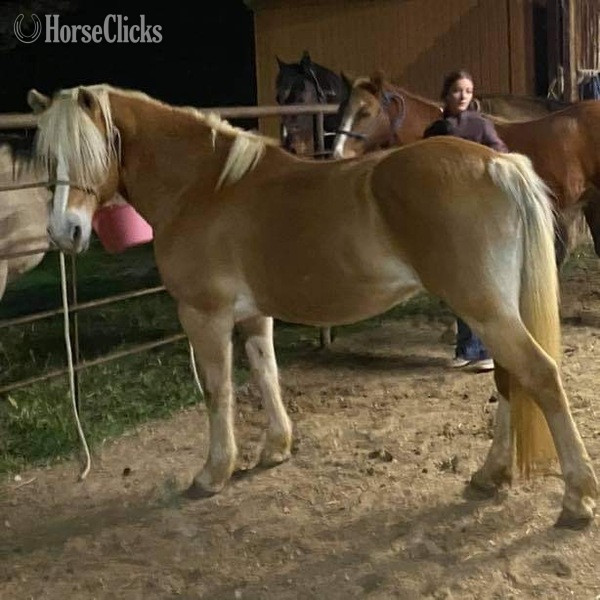 Private: "Shirley" Flaxen Mare Haflinger