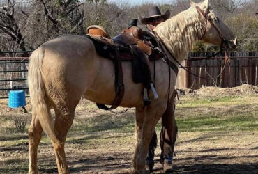 "Zippo" Palomino Gelding Quarter Horse