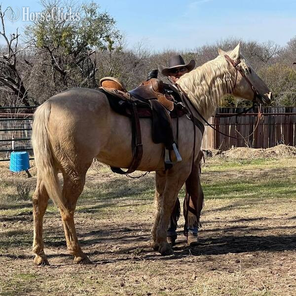 "Zippo" Palomino Gelding Quarter Horse