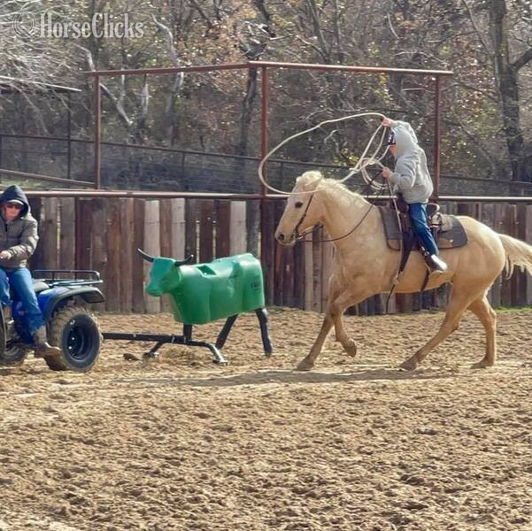 "Zippo" Palomino Gelding Quarter Horse
