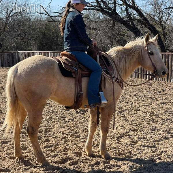 "Zippo" Palomino Gelding Quarter Horse