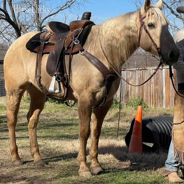 "Zippo" Palomino Gelding Quarter Horse