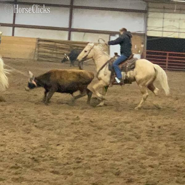 "Zippo" Palomino Gelding Quarter Horse