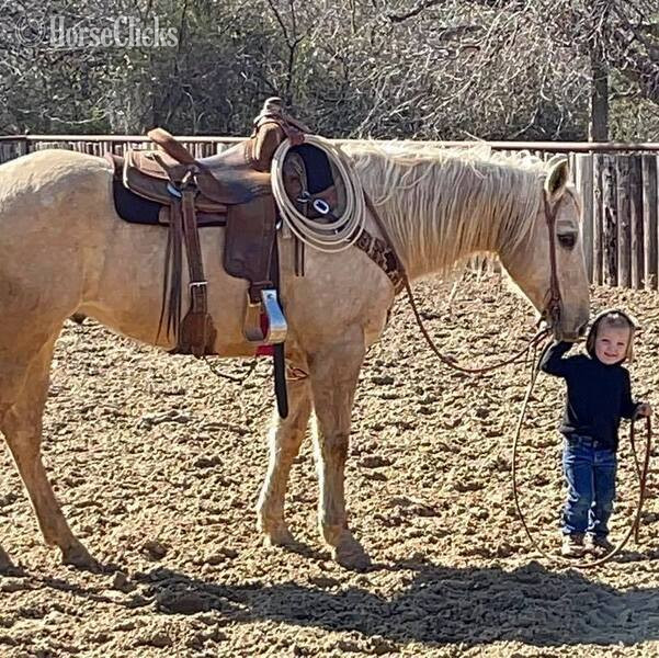 "Zippo" Palomino Gelding Quarter Horse