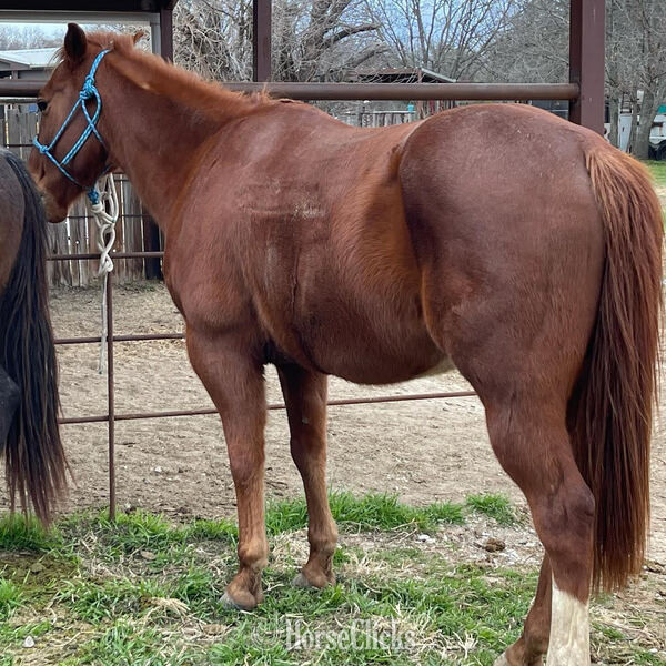 "Magnum" Sorrel Gelding Quarter Horse