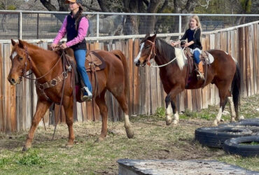 "Magnum" Sorrel Gelding Quarter Horse