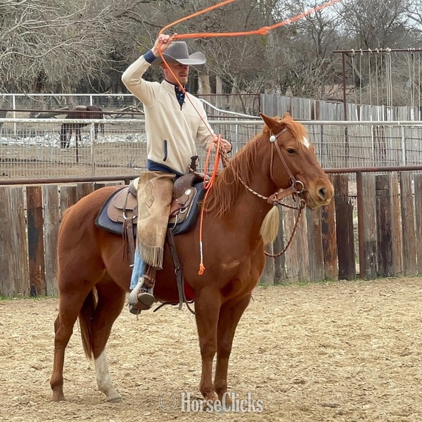 "Magnum" Sorrel Gelding Quarter Horse