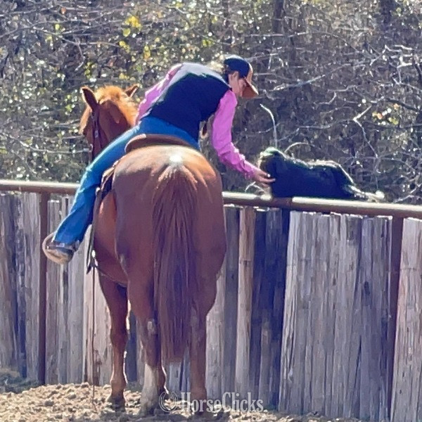 "Magnum" Sorrel Gelding Quarter Horse