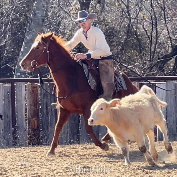 "Magnum" Sorrel Gelding Quarter Horse