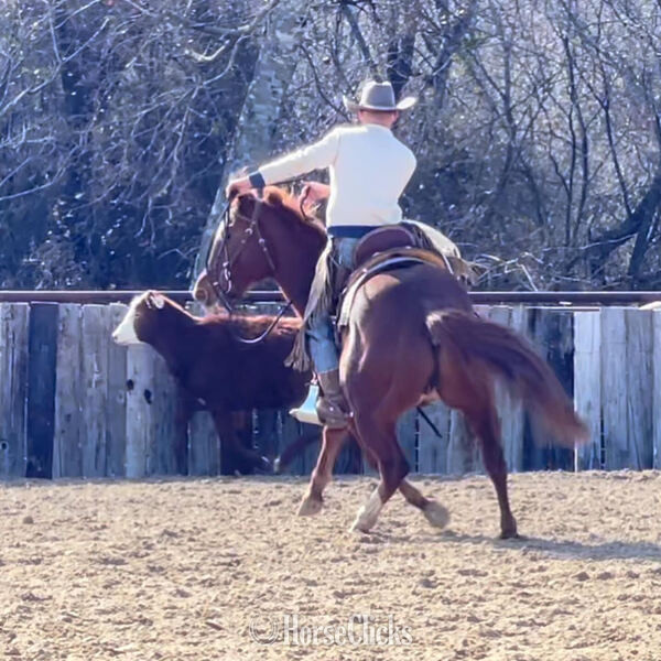 "Magnum" Sorrel Gelding Quarter Horse