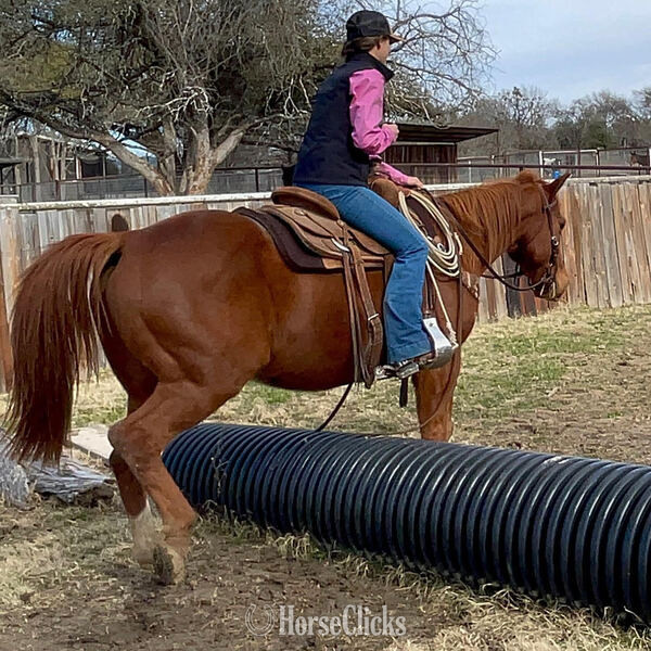 "Magnum" Sorrel Gelding Quarter Horse