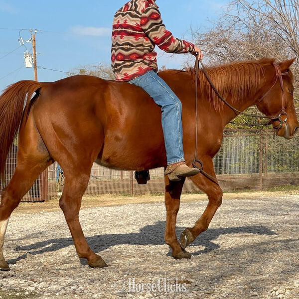 "Magnum" Sorrel Gelding Quarter Horse