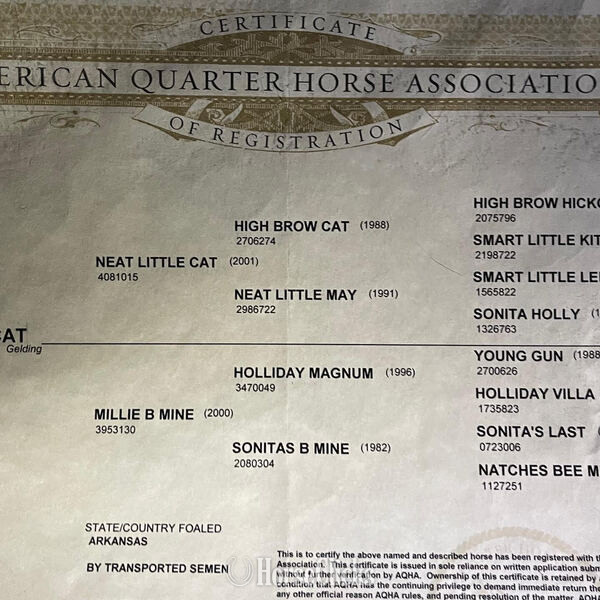 "Magnum" Sorrel Gelding Quarter Horse