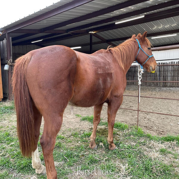 "Magnum" Sorrel Gelding Quarter Horse