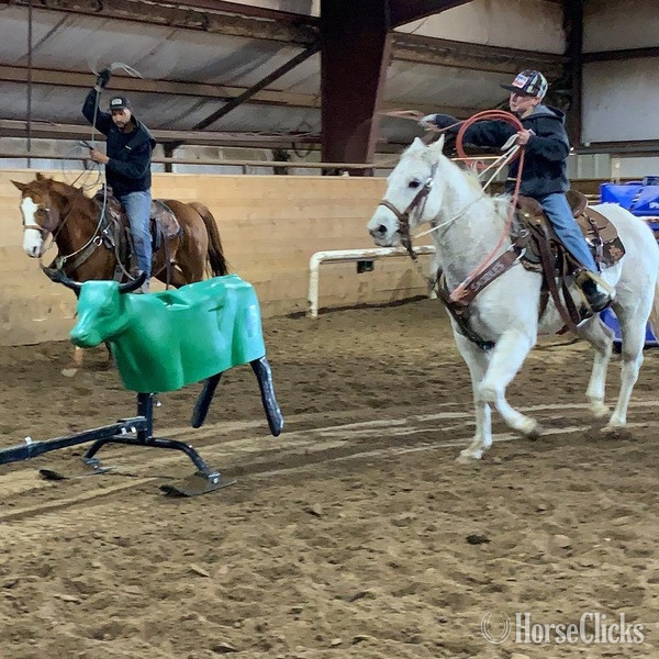 "Chelo" Grey Gelding Quarter Horse