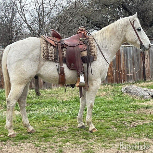 "Chelo" Grey Gelding Quarter Horse